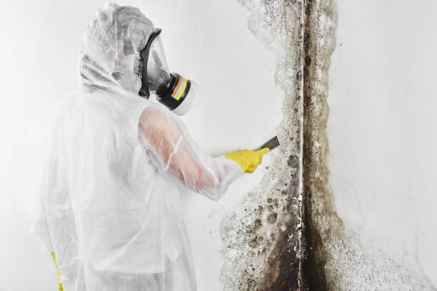 Best Commercial Mold Removal  in Fern Acres, HI