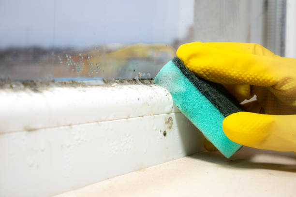 Best Local Mold Removal Service  in Fern Acres, HI